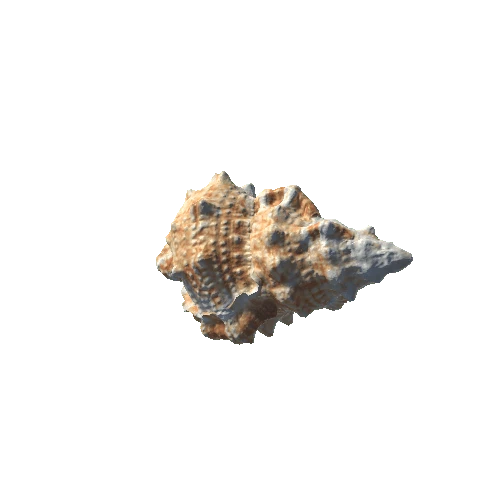 MURICIDAE Mollusk Sea Shell